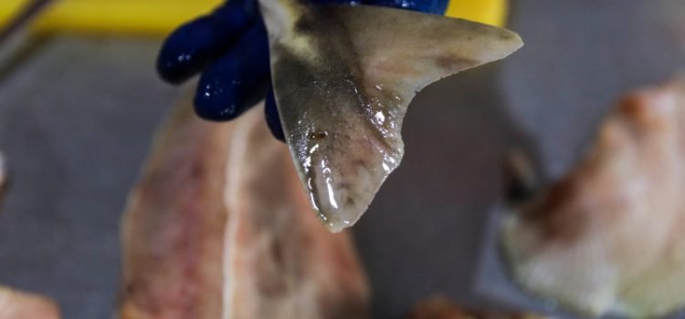 Incauta Brasil el mayor cargamento de aletas de tiburón