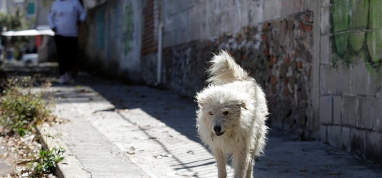 Recibe FGE Puebla 79 denuncias por maltrato animal