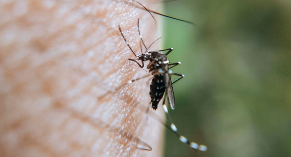 Suma Puebla 2 mil 670 casos de dengue