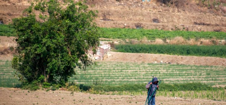 Incrementa la economía rural en Puebla