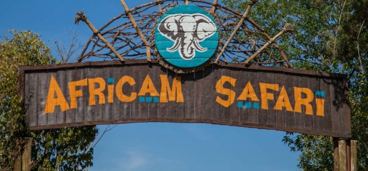 Africam Safari cubrirá todos los gastos del transporte de “Benito” la jirafa