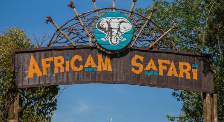 Africam Safari cubrirá todos los gastos del transporte de “Benito” la jirafa