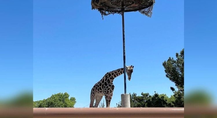 Gobierno de Puebla se propone para recibir en Africam a “Benito” la jirafa