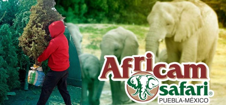 Recicla tu arbolito de navidad y entra gratis a Africam Safari