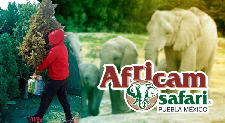 Recicla tu arbolito de navidad y entra gratis a Africam Safari