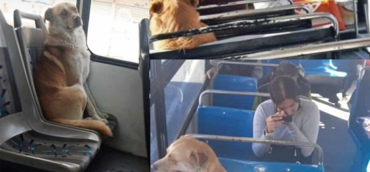 Perrito viajaba solo en transporte público de Puebla; su familia logró reunirse con él