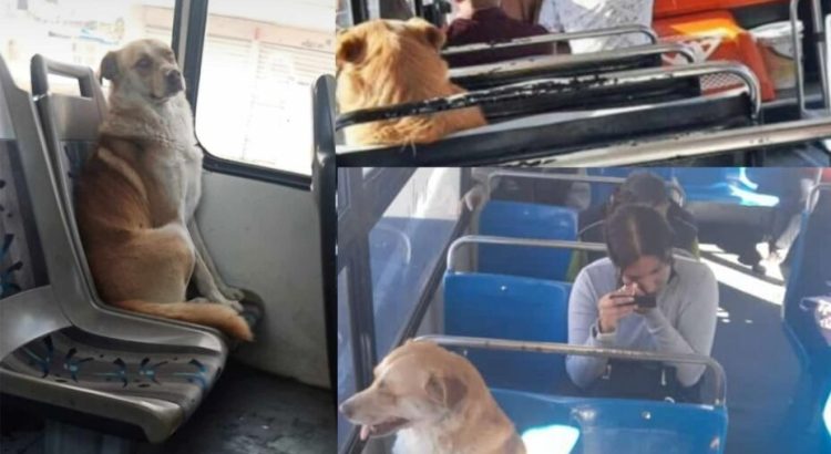 Perrito viajaba solo en transporte público de Puebla; su familia logró reunirse con él