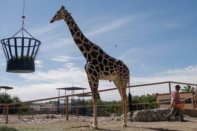 El traslado de la jirafa Benito a Puebla podría demorar