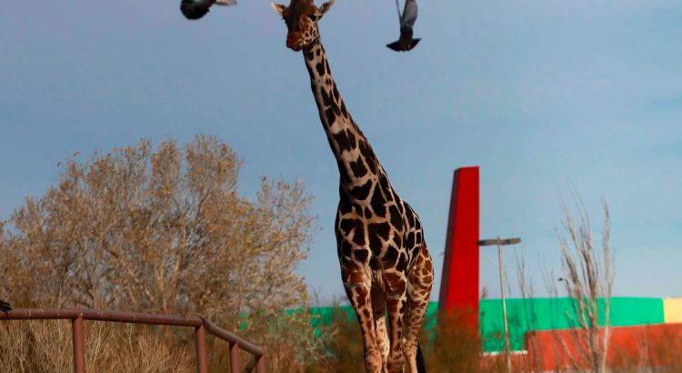 La llegada de la jirafa Benito incrementará los visitantes a Africam Safari