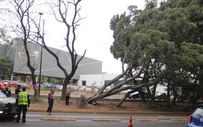 Presenta Puebla ráfagas de viento; presenta la capital solo daños materiales