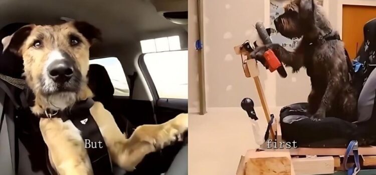 ¡Perritos al volante! La increíble academia que enseña a los canes a conducir