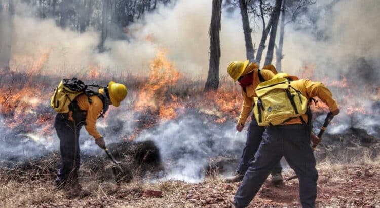 Incendios forestales en Puebla: más de 29 mil hectáreas destruidas en 2024