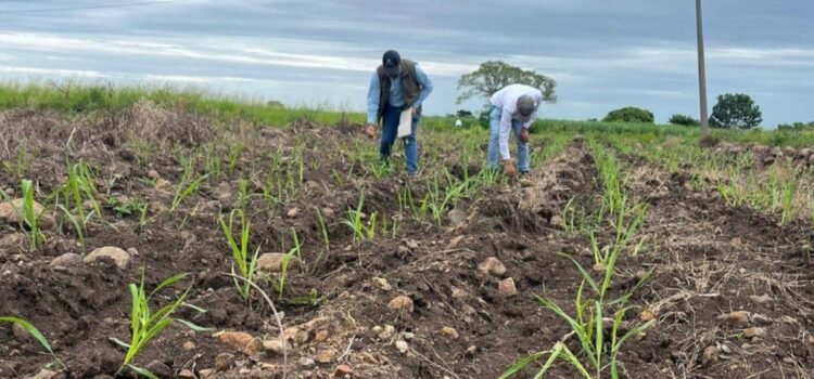 Avicultores buscan transformar campos de caña en cultivos de maíz para reducir importaciones