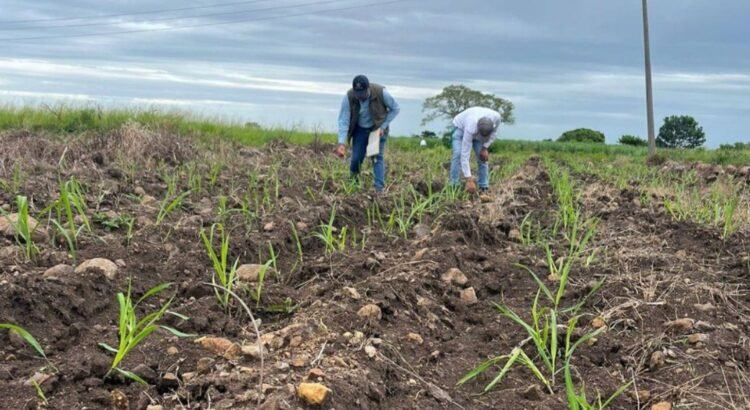Avicultores buscan transformar campos de caña en cultivos de maíz para reducir importaciones