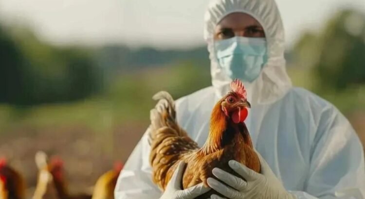 Confirma el IMSS que no hay alerta sanitaria tras caso de influenza aviar en Durango