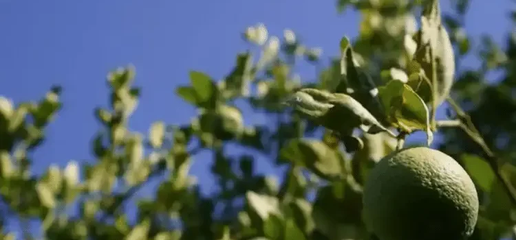 Prevén escasez de limón