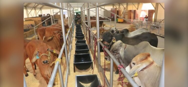 Cerca de 50 mil cabezas de ganado en riesgo por gusano barrenador en Puebla