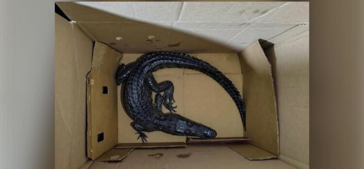 Cocodrilo hallado en el Zócalo de Puebla expone tráfico y maltrato de fauna protegida