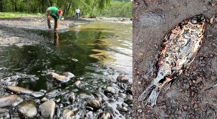 Fuga de combustible contamina río San Marcos en la Sierra Norte de Puebla