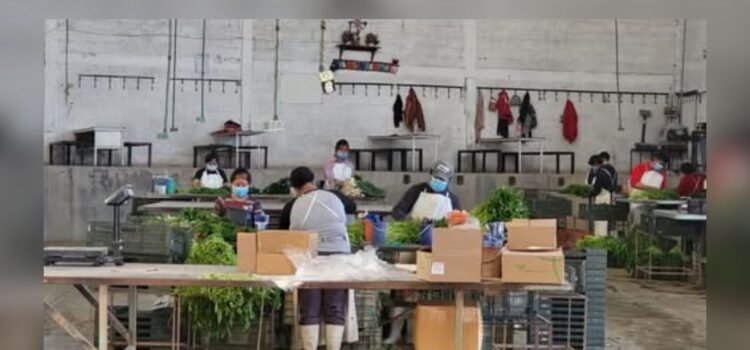 Puebla sufre caída del 19% en exportaciones Puebla sufre caída del 19% en exportaciones