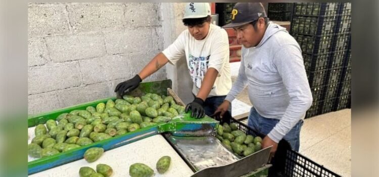 Puebla inicia exportación de tuna y nopal a McAllen, Texas Puebla inicia exportación de tuna y nopal a McAllen, Texas