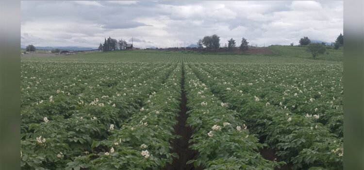 Extorsión en Puebla: campesinos pagan hasta 10% de sus cosechas