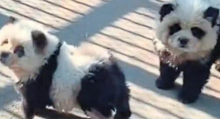 Zoológico da a los visitantes perro por panda