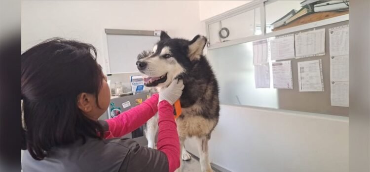 Analizan regular venta de mascotas ante abandono y comercio sin control en Puebla Analizan regular venta de mascotas ante abandono y comercio sin control en Puebla