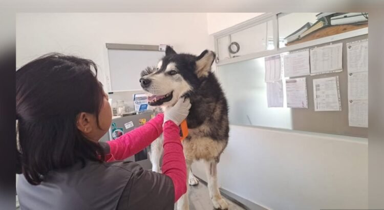 Analizan regular venta de mascotas ante abandono y comercio sin control en Puebla