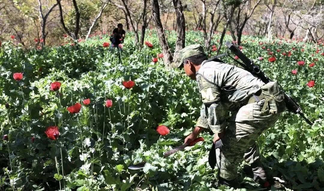 Aseguran cerca de mil 400 plantas de amapola en la Sierra Negra de Puebla